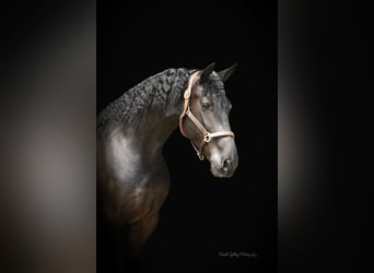 Draft Horse, Gelding, 5 years, 16 hh, Black
