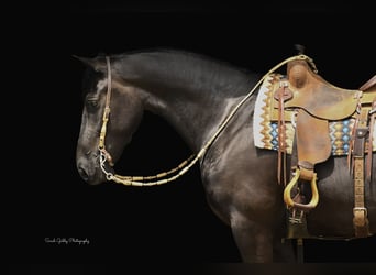 Draft Horse, Gelding, 5 years, 16 hh, Black