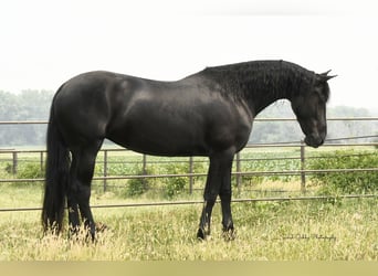 Draft Horse, Gelding, 5 years, 16 hh, Black