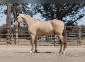 Draft Horse, Gelding, 5 years, 16 hh, Buckskin
