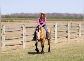 Draft Horse Mix, Gelding, 5 years, 16 hh, Buckskin