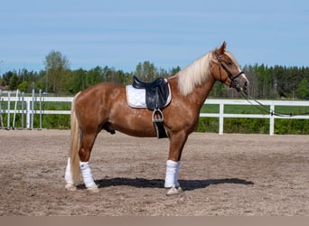 Draft Horse, Gelding, 5 years, 16 hh
