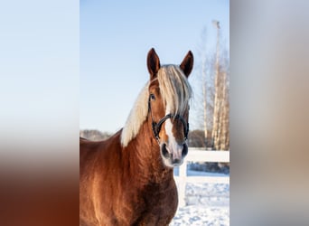 Draft Horse, Gelding, 5 years, 16 hh