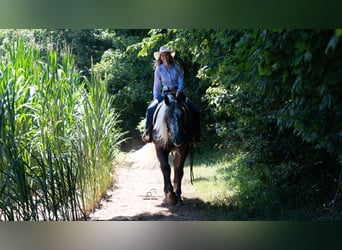 Draft Horse Mix, Gelding, 5 years, 16 hh, Grey