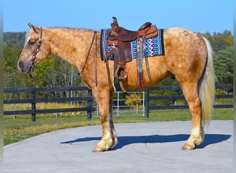 Draft Horse, Gelding, 5 years, 16 hh, Palomino