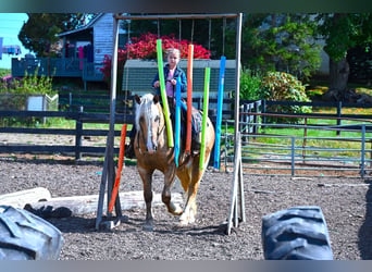 Draft Horse, Gelding, 5 years, 16 hh, Palomino