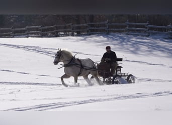 Draft Horse Mix, Gelding, 5 years, 16 hh, Palomino