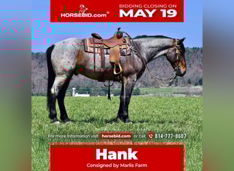 Draft Horse Mix, Gelding, 5 years, 16 hh, Roan-Bay