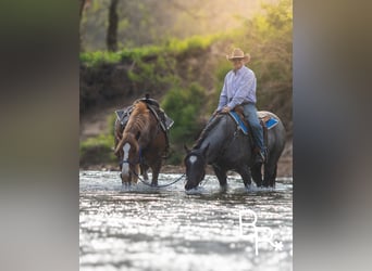 Draft Horse, Gelding, 5 years, 16 hh, Roan-Blue