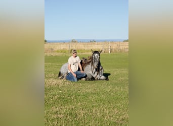 Draft Horse Mix, Gelding, 5 years, 16 hh, Roan-Blue