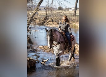 Draft Horse, Gelding, 5 years, 16 hh, Roan-Blue