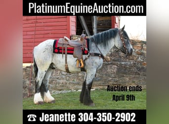 Draft Horse, Gelding, 5 years, 16 hh, Roan-Blue