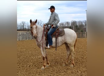 Draft Horse, Gelding, 5 years, 16 hh, Sorrel