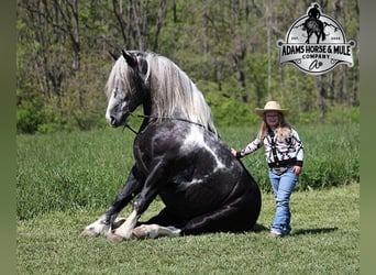 Draft Horse, Gelding, 5 years, 16 hh, Tobiano-all-colors