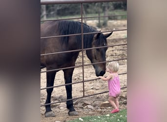Draft Horse Mix, Gelding, 5 years, 16,1 hh, Bay