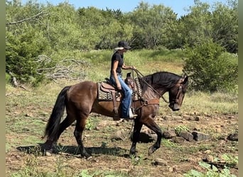 Draft Horse Mix, Gelding, 5 years, 16,1 hh, Bay