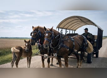 Draft Horse, Gelding, 5 years, 16,1 hh, Chestnut