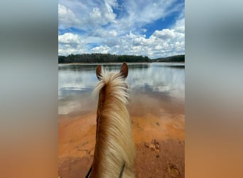 Draft Horse Mix, Gelding, 5 years, 16,1 hh, Sorrel