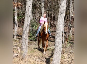 Draft Horse Mix, Gelding, 5 years, 16,1 hh, Sorrel