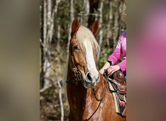 Draft Horse Mix, Gelding, 5 years, 16,1 hh, Sorrel