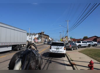 Draft Horse Mix, Gelding, 5 years, 16,1 hh