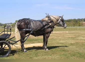Draft Horse Mix, Gelding, 5 years, 16,1 hh