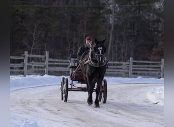 Draft Horse Mix, Gelding, 5 years, 16,1 hh