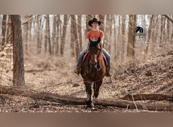 Draft Horse Mix, Gelding, 5 years, 16,2 hh, Bay