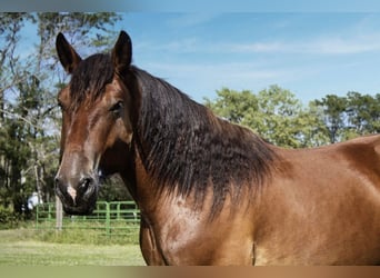 Draft Horse Mix, Gelding, 5 years, 16,2 hh, Bay