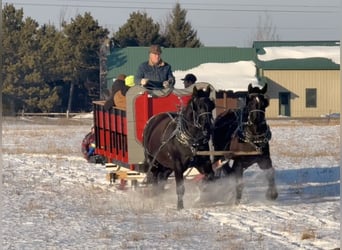 Draft Horse Mix, Gelding, 5 years, 16,2 hh, Black