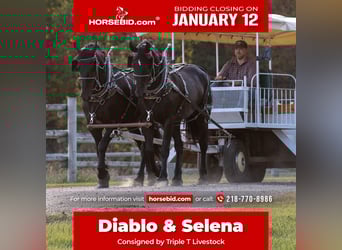 Draft Horse Mix, Gelding, 5 years, 16,2 hh, Black