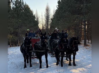 Draft Horse Mix, Gelding, 5 years, 16,2 hh, Black