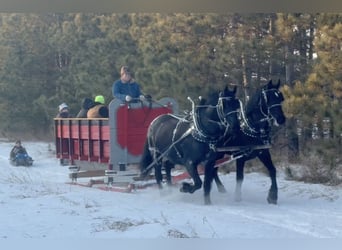 Draft Horse Mix, Gelding, 5 years, 16,2 hh