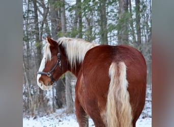 Draft Horse Mix, Gelding, 5 years, 16,2 hh, Chestnut