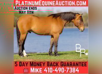 Draft Horse, Gelding, 5 years, 16,2 hh, Dun