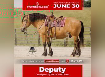 Draft Horse Mix, Gelding, 5 years, 16,3 hh, Buckskin