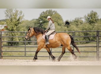 Draft Horse Mix, Gelding, 5 years, 16,3 hh, Buckskin