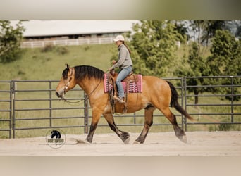 Draft Horse Mix, Gelding, 5 years, 16,3 hh, Buckskin