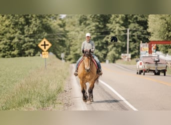 Draft Horse Mix, Gelding, 5 years, 16,3 hh, Buckskin