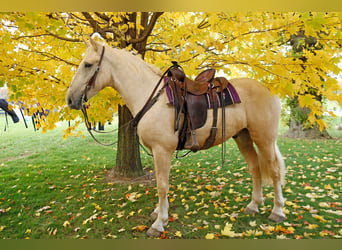 Draft Horse, Gelding, 5 years, 17 hh, Palomino