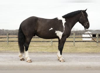 Draft Horse Mix, Gelding, 5 years, 17 hh, Pinto