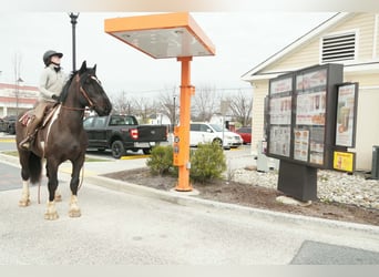 Draft Horse Mix, Gelding, 5 years, 17 hh, Pinto