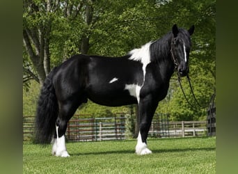 Draft Horse Mix, Gelding, 5 years, 17 hh, Pinto