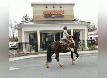 Draft Horse Mix, Gelding, 5 years, 17 hh, Pinto