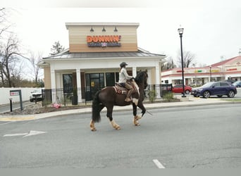 Draft Horse Mix, Gelding, 5 years, 17 hh, Pinto
