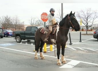 Draft Horse Mix, Gelding, 5 years, 17 hh, Pinto