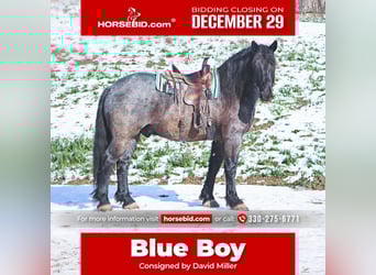 Draft Horse Mix, Gelding, 5 years, 17 hh, Roan-Blue