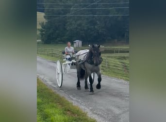 Draft Horse Mix, Gelding, 5 years, 17 hh, Roan-Blue