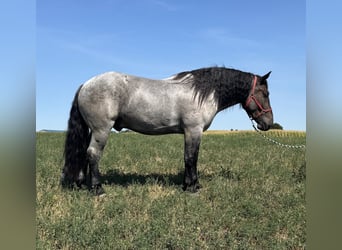 Draft Horse Mix, Gelding, 5 years, 17 hh, Roan-Blue