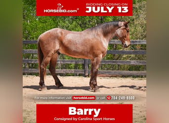 Draft Horse Mix, Gelding, 5 years, 17 hh, Roan-Red